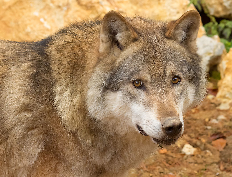 Wildpark_Hundshaupten